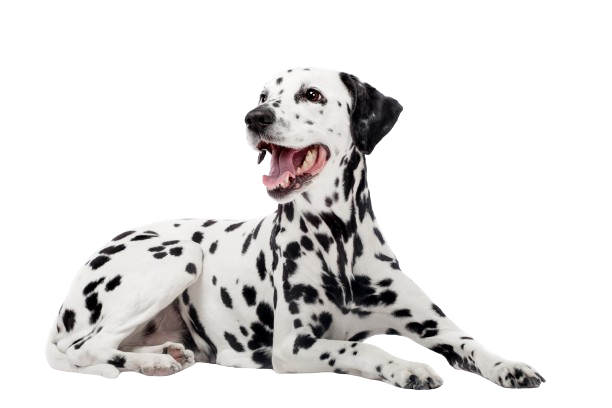 Dalmatiner-Hund