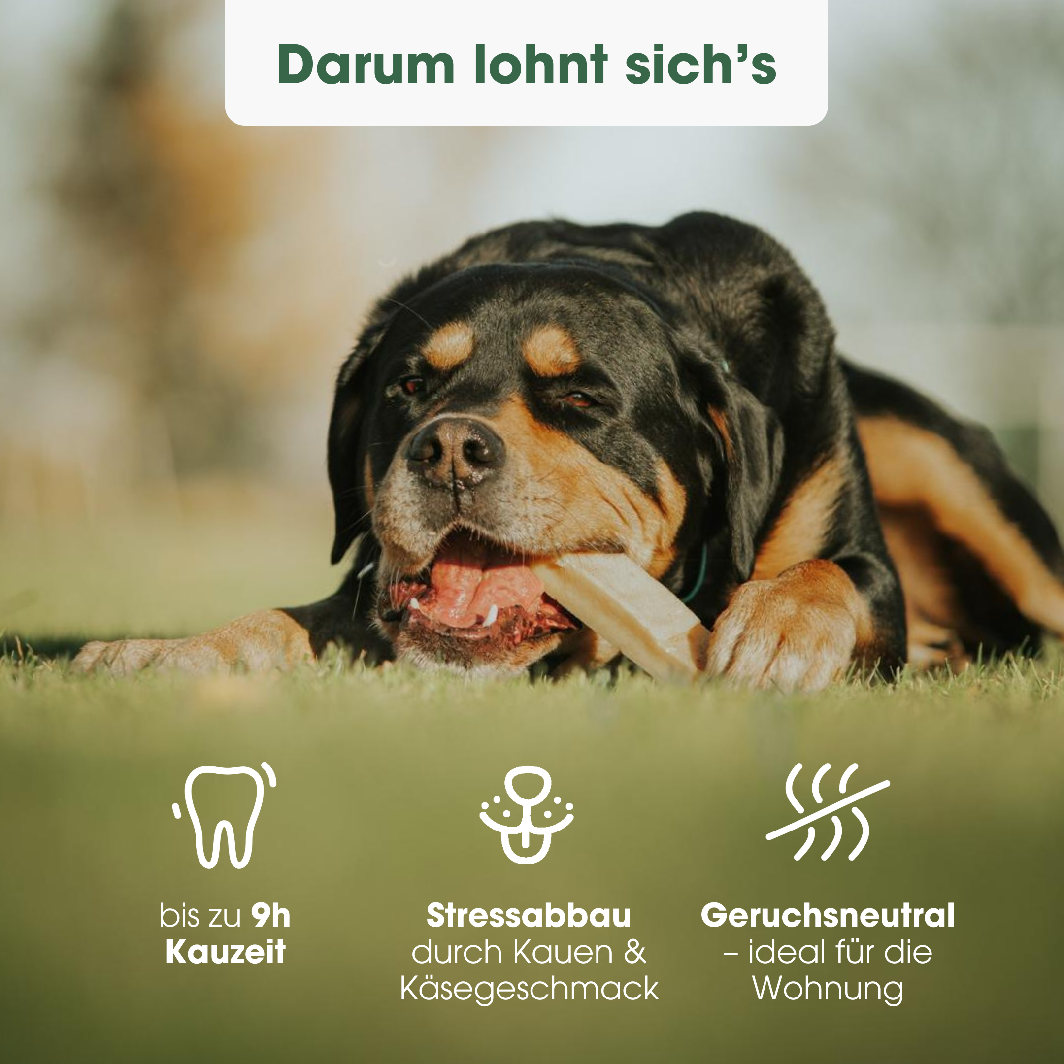 KauDas Chewable Cheese Flaxseed Mint