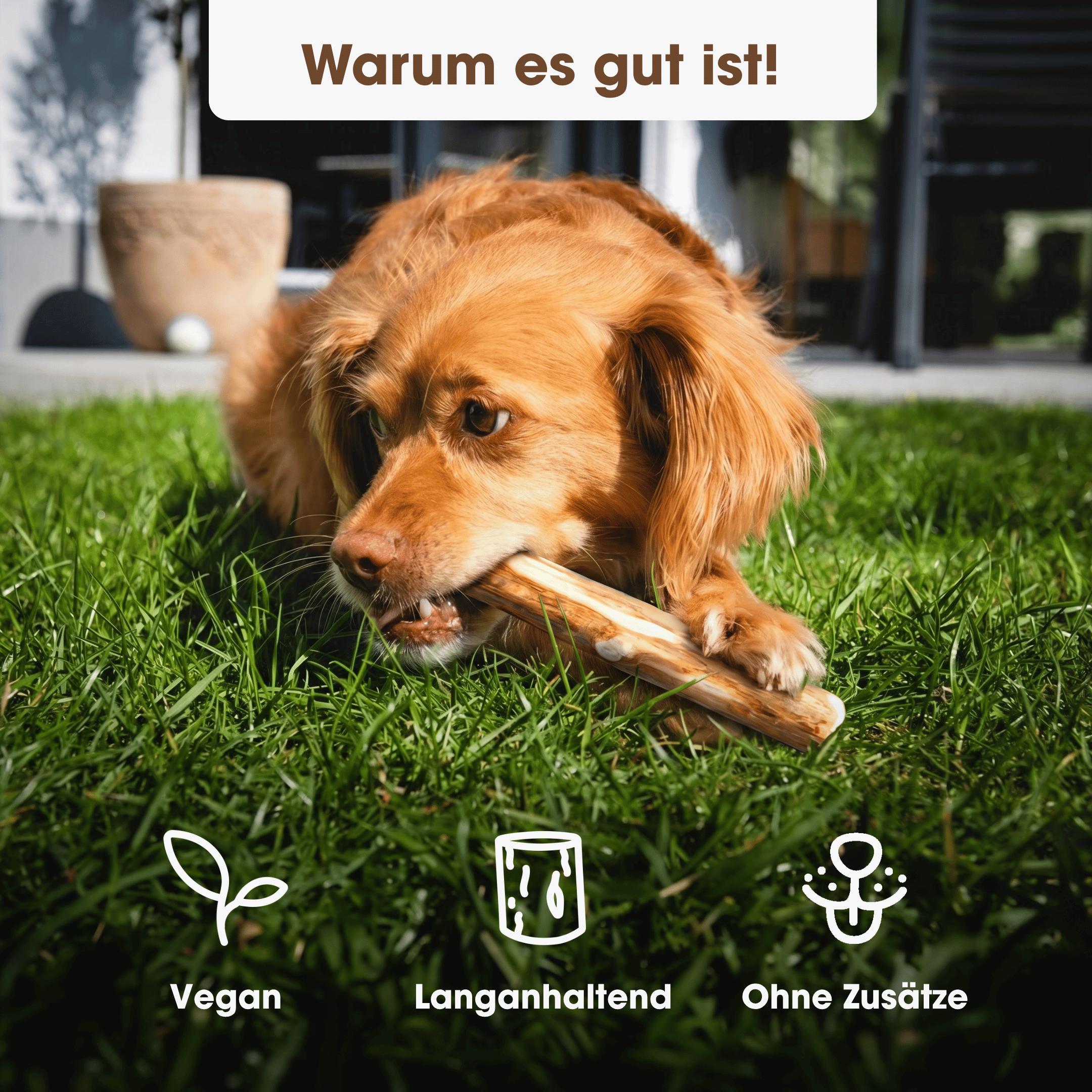 Knabber Kaustange Kaffeeholz