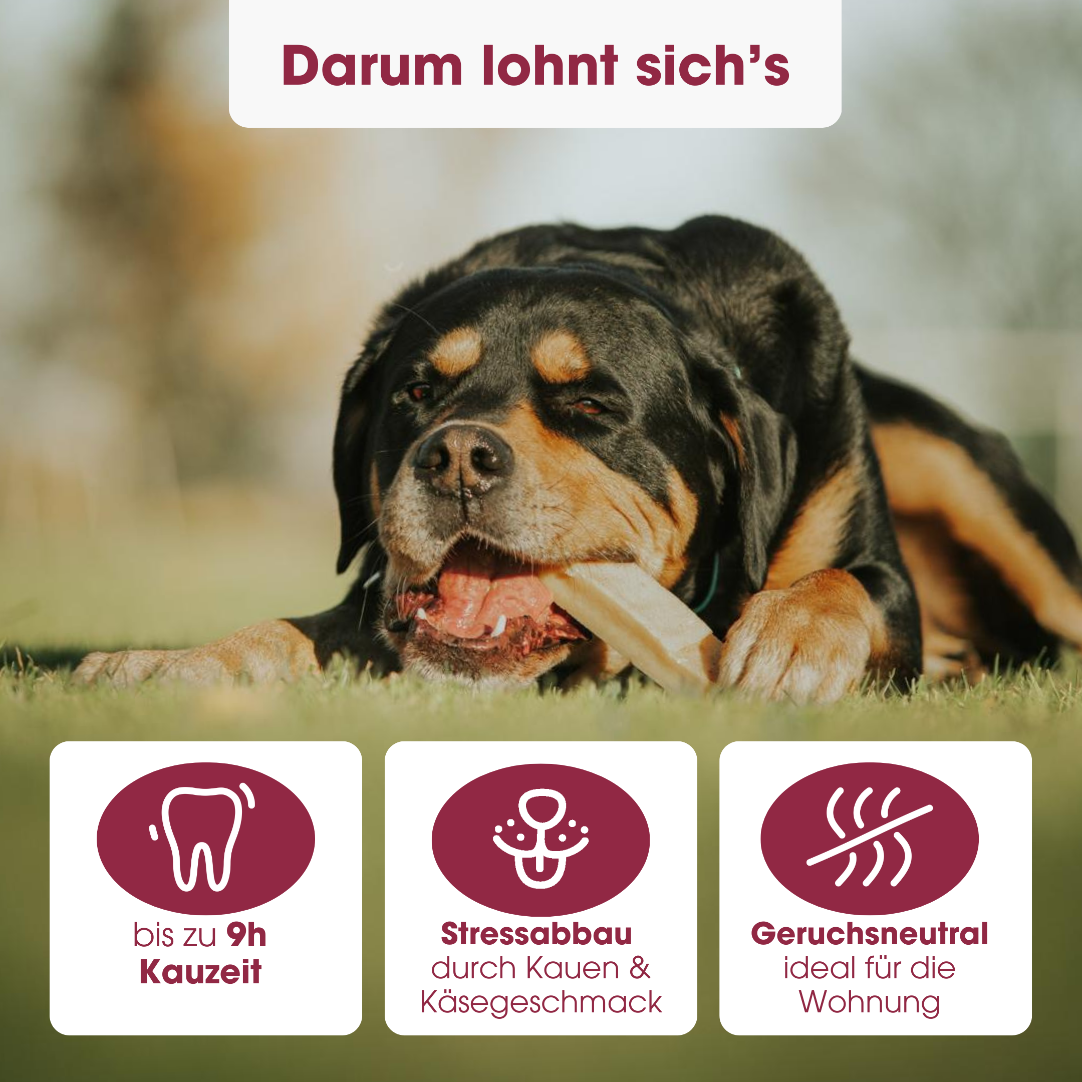 KauDas Käsestangen "Rote Beete" Multipack