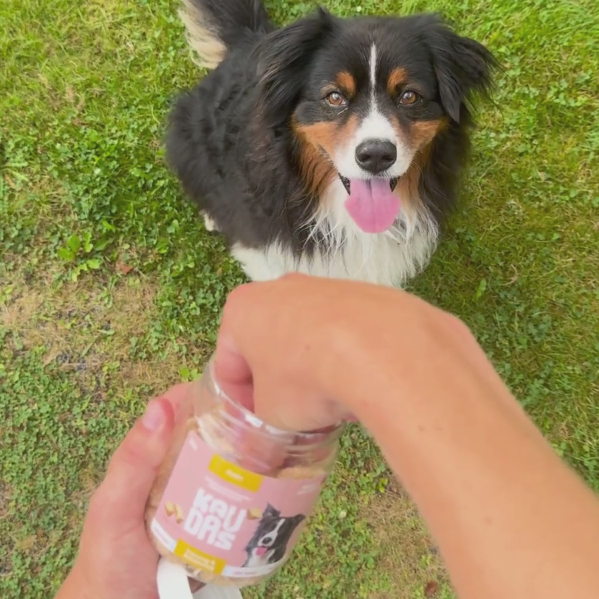 KauDas "Reward" Multipack (freeze-dried)