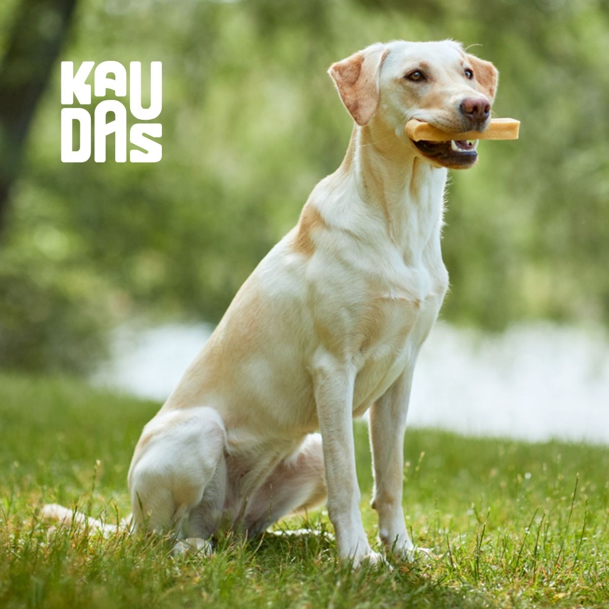 KauDas Produktbild