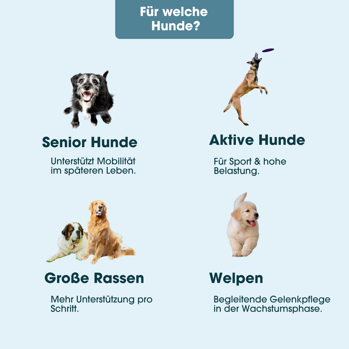 KauDas Vet "Move Easy" – Gelenk-Snack mit UC-II®