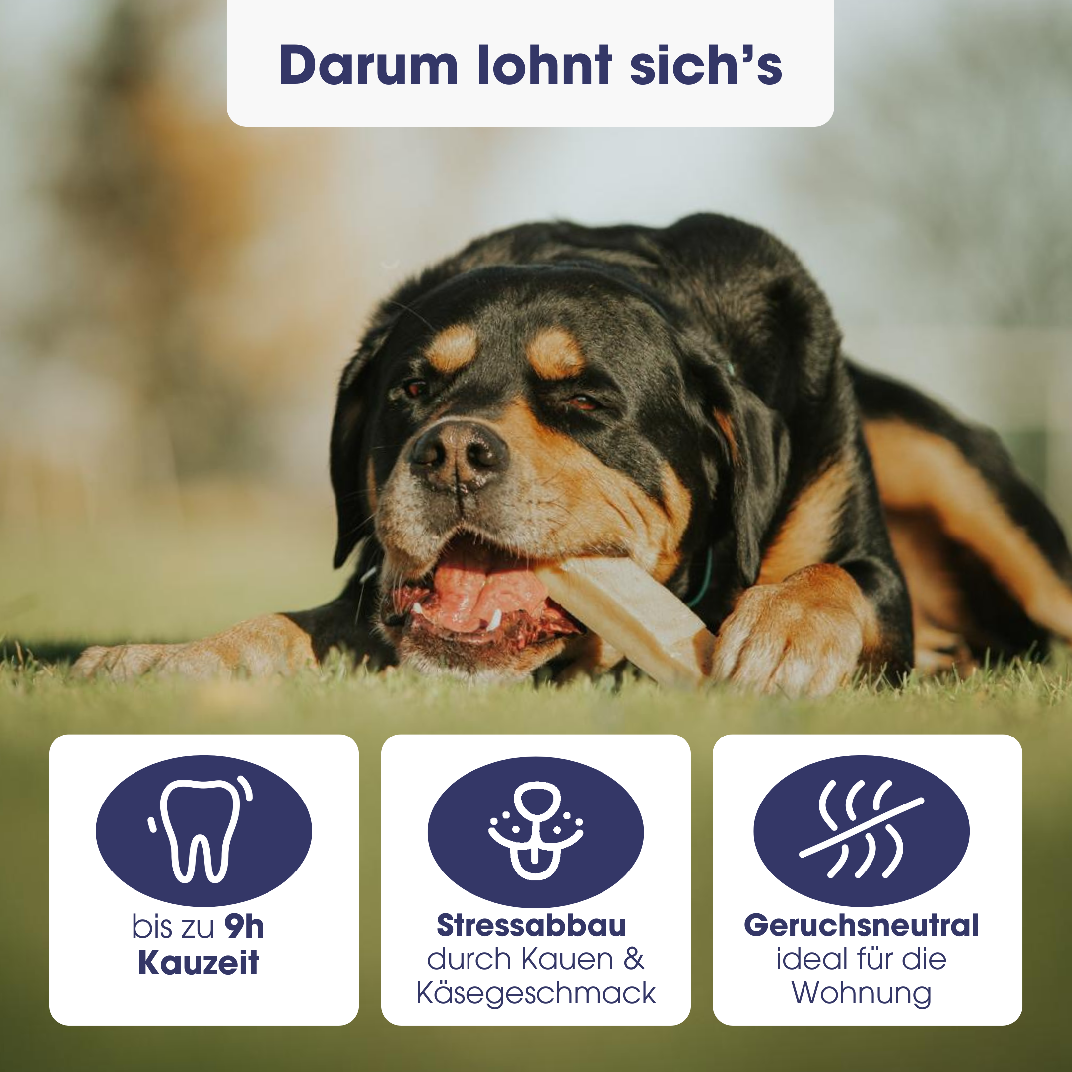 KauDas Käsestange "Blaubeere" Multipack