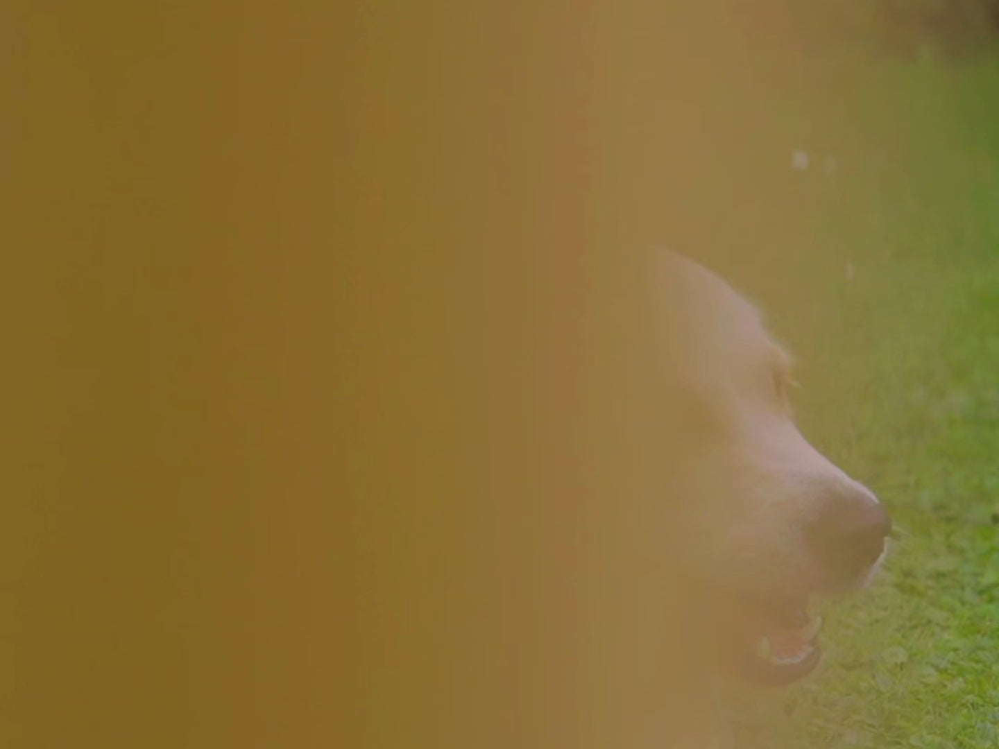 Video laden: 